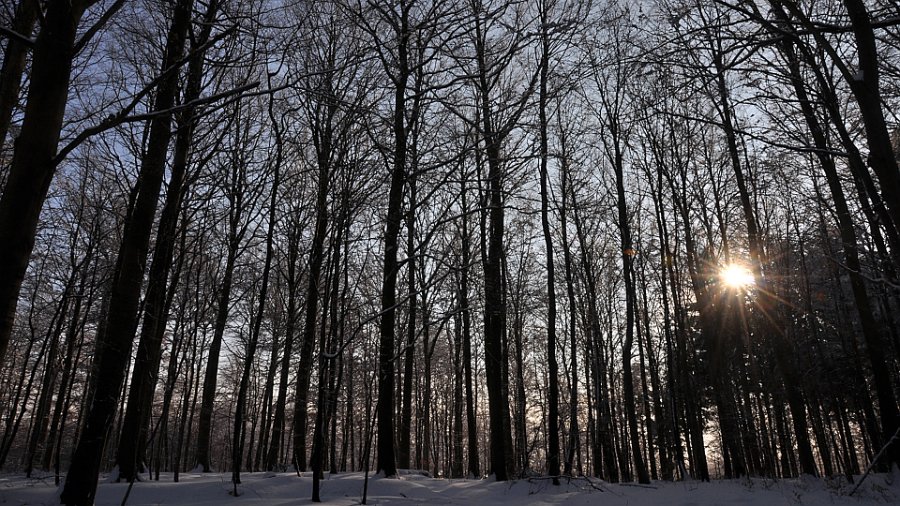 vinter gråsten skov 9